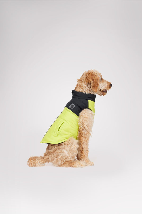 Pajar Canada Derby Sporty Jacket For Dogs