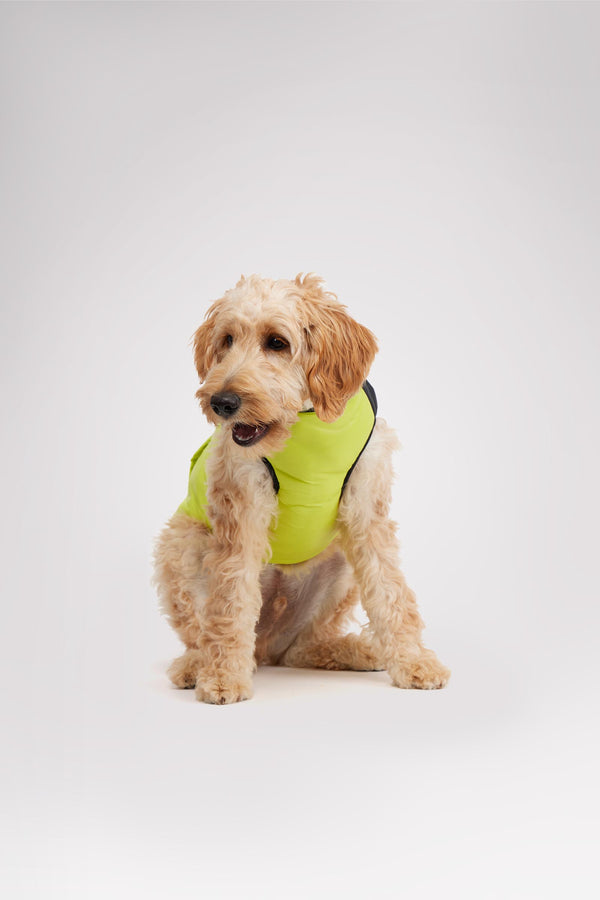 Pajar Canada Derby Sporty Jacket For Dogs