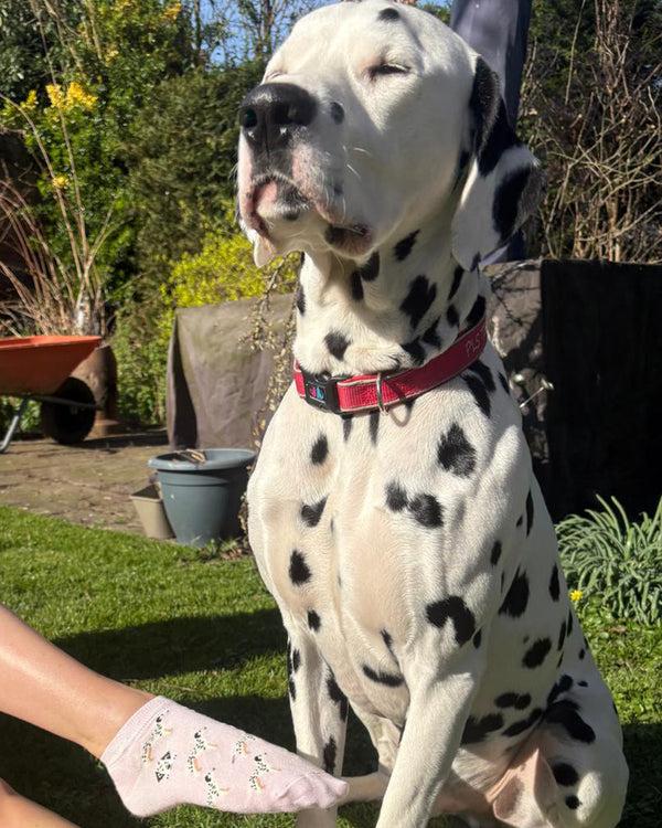 Pamela Mann Dog Bamboo Trainer Socks