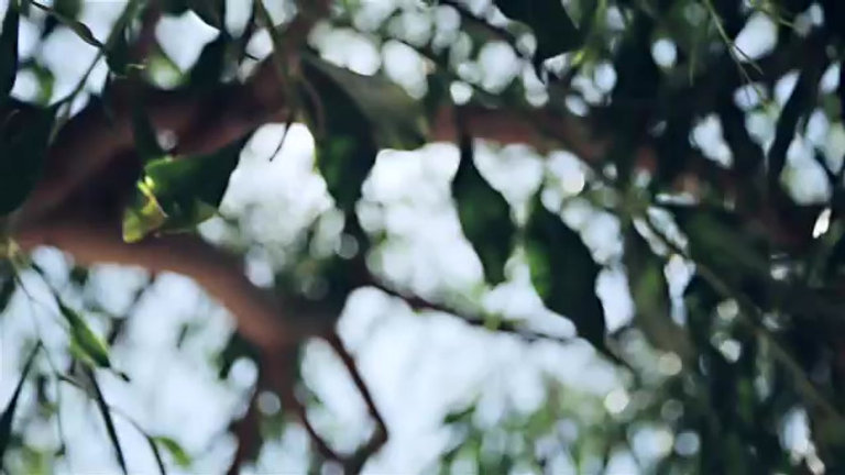 Patio Gloster Grid 20" X 40" Teak Coffee Table