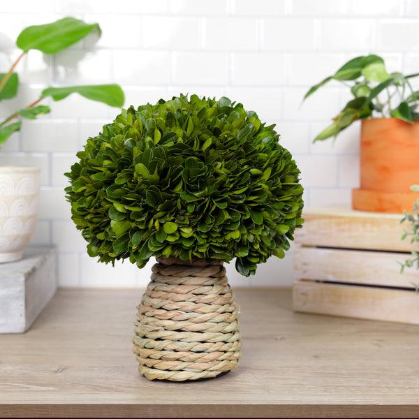Pavilion Gift Company 10" Mushroom Preserved Boxwood Topiary