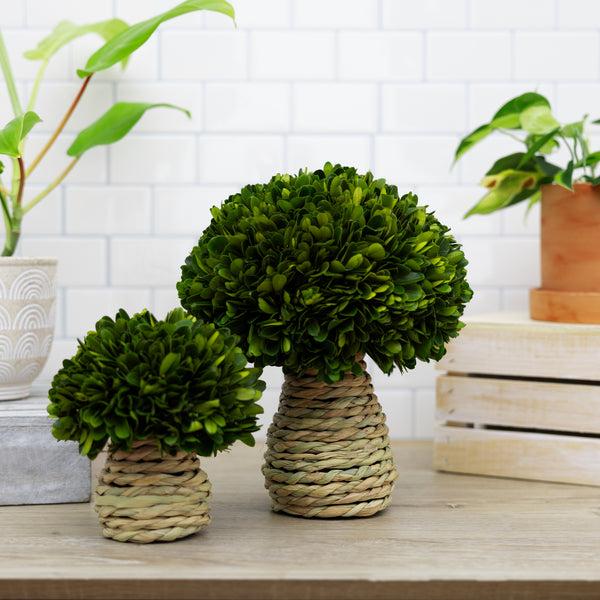 Pavilion Gift Company 10" Mushroom Preserved Boxwood Topiary