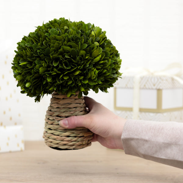 Pavilion Gift Company 10" Mushroom Preserved Boxwood Topiary