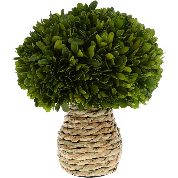 pavilion gift company 10" Mushroom Preserved Boxwood Topiary
