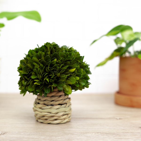 Pavilion Gift Company 6" Mushroom Preserved Boxwood Topiary