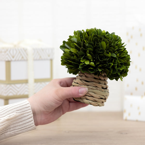 Pavilion Gift Company 6" Mushroom Preserved Boxwood Topiary