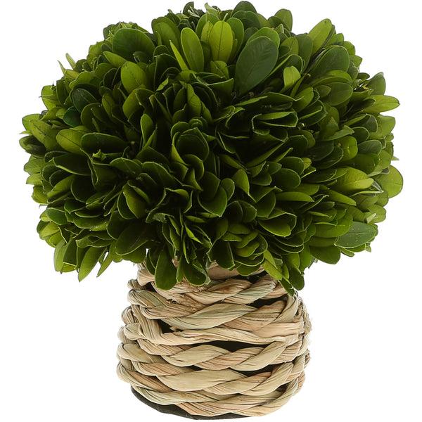 pavilion gift company 6" Mushroom Preserved Boxwood Topiary