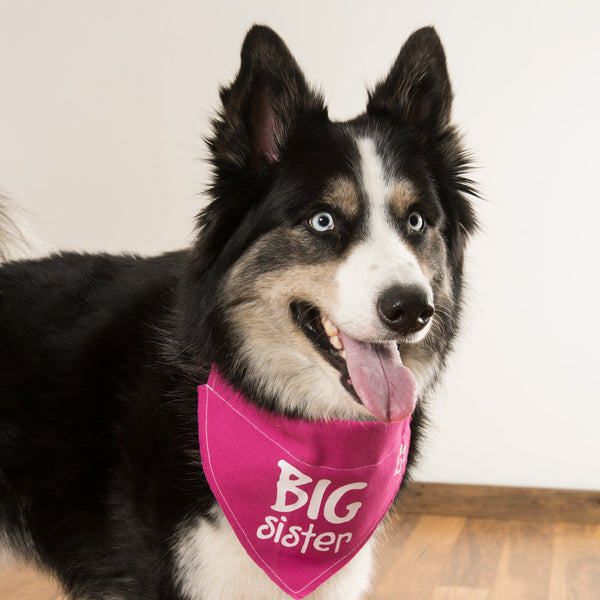 Pavilion Gift Company Big Sister 12" X 8" Canvas Slip On Pet Bandana