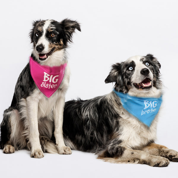 Pavilion Gift Company Big Sister 12" X 8" Canvas Slip On Pet Bandana