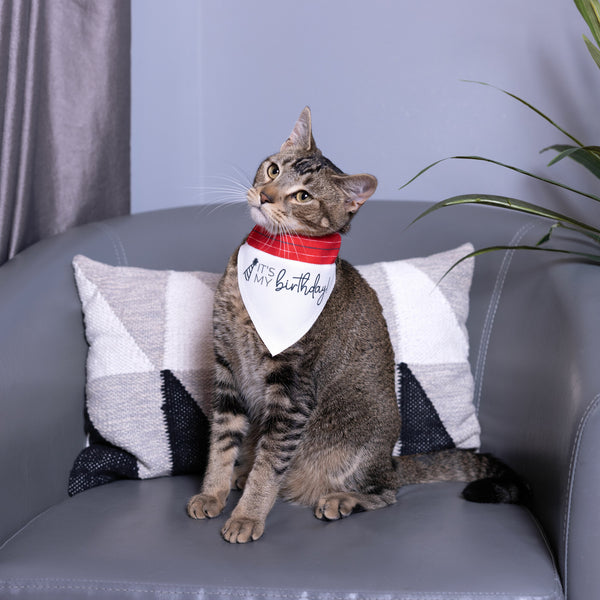 Pavilion Gift Company It's My Birthday 7" X 5" Canvas Slip On Pet Bandana