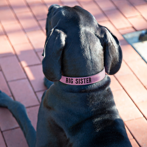 Pavilion Gift Company L/XL Big Sister 30" PU Leather Pet Collar
