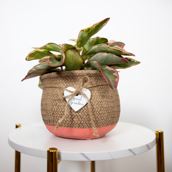 Pavilion Gift Company Special Grandma 8.5" Flower Pot