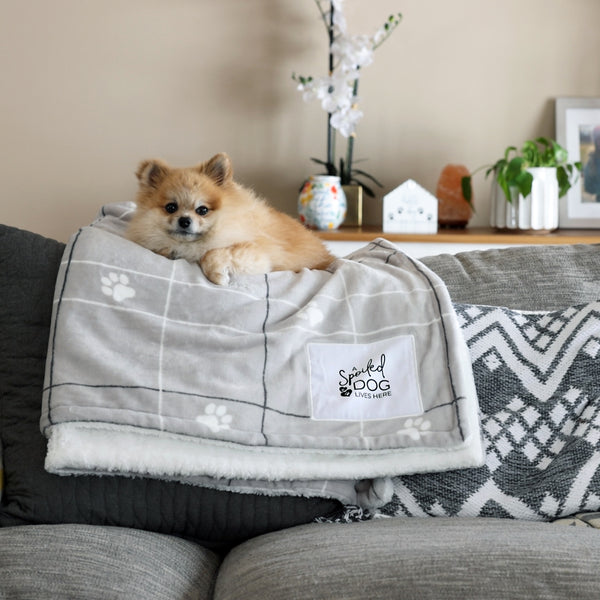Pavilion Gift Company Spoiled Dog 50" X 60" Sherpa & Royal Plush Blanket