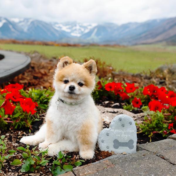 Pavilion Gift Company Where The Dog Is 6" Garden Stone