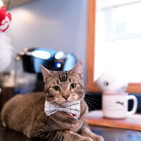 Pavilion Gift Company White Checkered 3" X 1.75" Canvas Pet Bow Tie