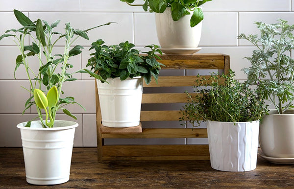 Peleg Design Leafers Herb Snips