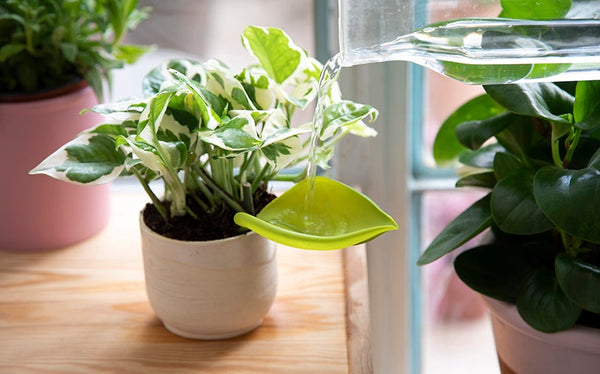 peleg Design Leaflow Pot Watering Funnel
