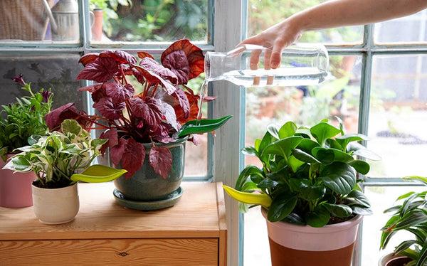 peleg Design Leaflow Pot Watering Funnel