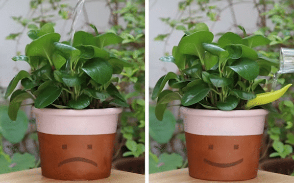 peleg design Leaflow Pot Watering Funnel