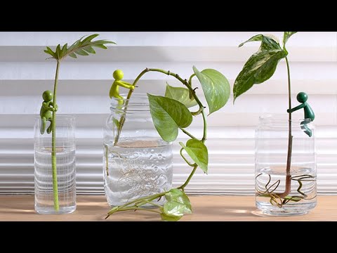 Peleg Design Leafriend Plant Propagation Buddy