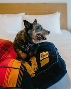 Pendleton GRAND CANYON NATIONAL PARK PET BED - NAPPER