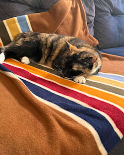 Pendleton JOSHUA TREE NATIONAL PARK PET CRATE BLANKET