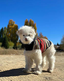 Pendleton ACADIA NATIONAL PARK PET VEST