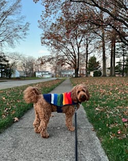 Pendleton CRATER LAKE NATIONAL PARK PET VEST