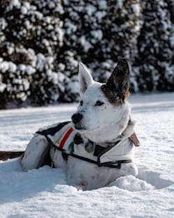Pendleton GLACIER NATIONAL PARK PET VEST