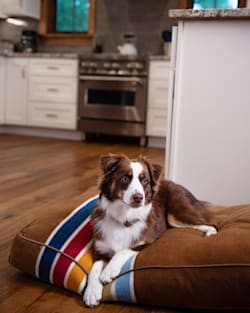 Pendleton JOSHUA TREE NATIONAL PARK PET BED - NAPPER