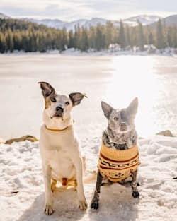 Pendleton WESTERLEY PET SWEATER