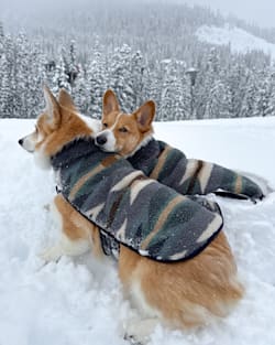Pendleton WYETH TRAIL PET COAT