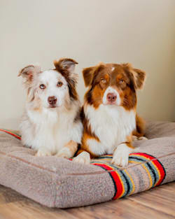 Pendleton YAKIMA CAMP PET BED - NAPPER