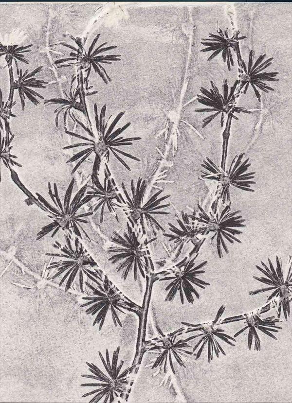 Pernille Folcarelli A5 Larch grey double card