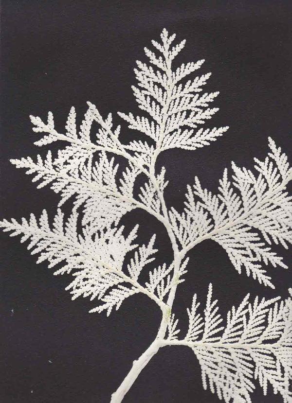 Pernille Folcarelli A5 Thuja double card