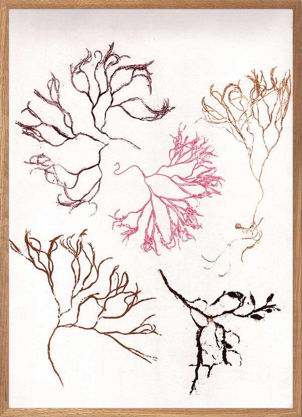 Pernille Folcarelli Algae Multi