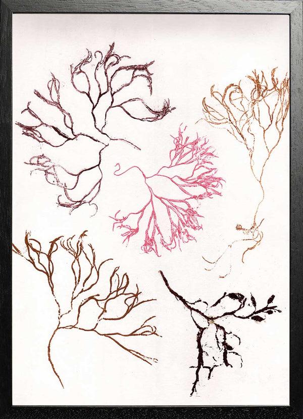 Pernille Folcarelli Algae Multi