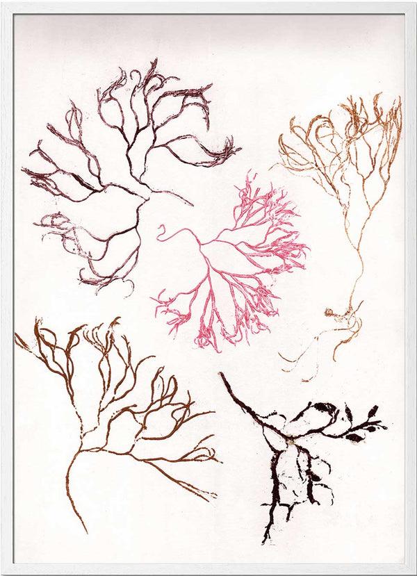 Pernille Folcarelli Algae Multi