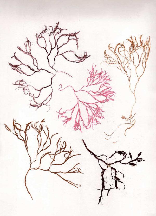 Pernille Folcarelli Algae Multi