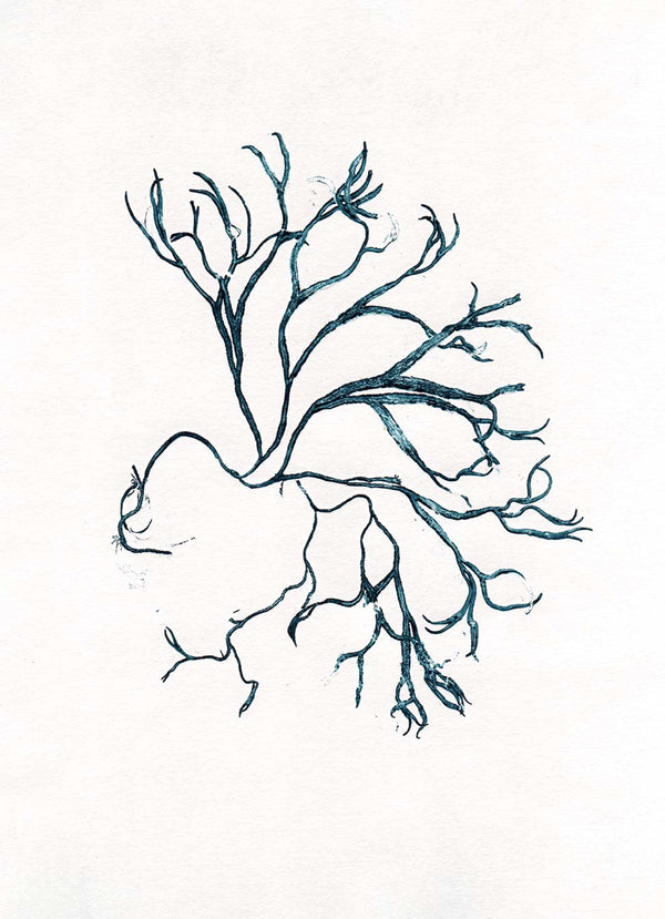 Pernille Folcarelli Algae Seablue