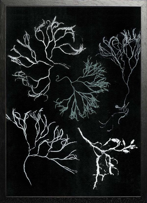Pernille Folcarelli Algae Seagreen
