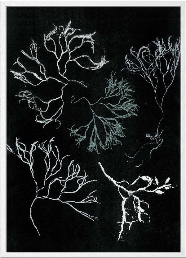 Pernille Folcarelli Algae Seagreen