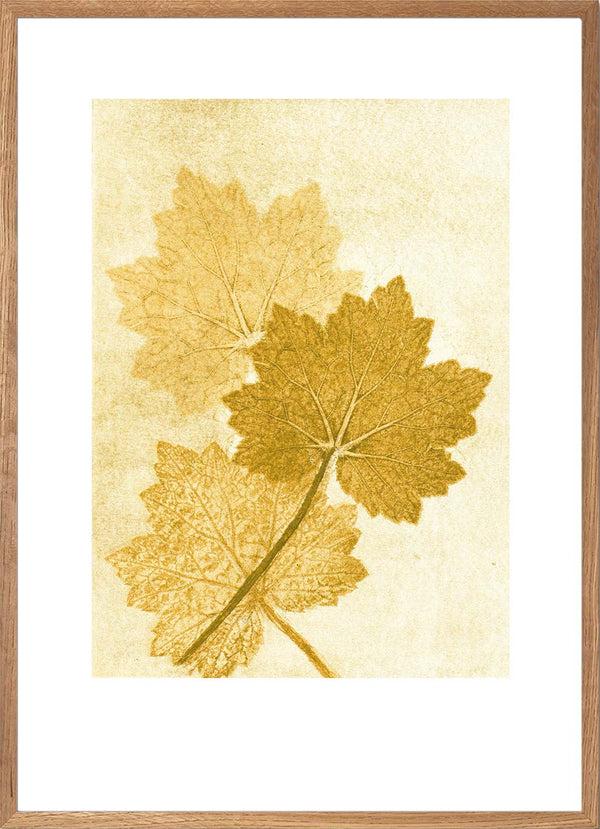 Pernille Folcarelli Alumroot Amber