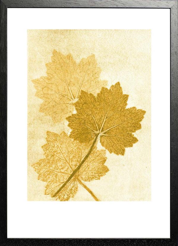 Pernille Folcarelli Alumroot Amber