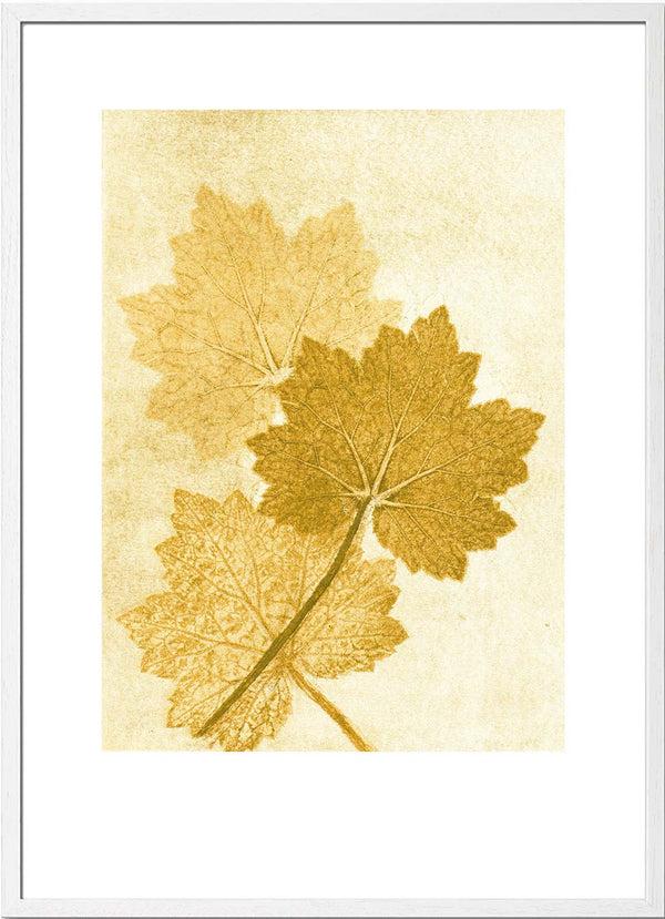 Pernille Folcarelli Alumroot Amber
