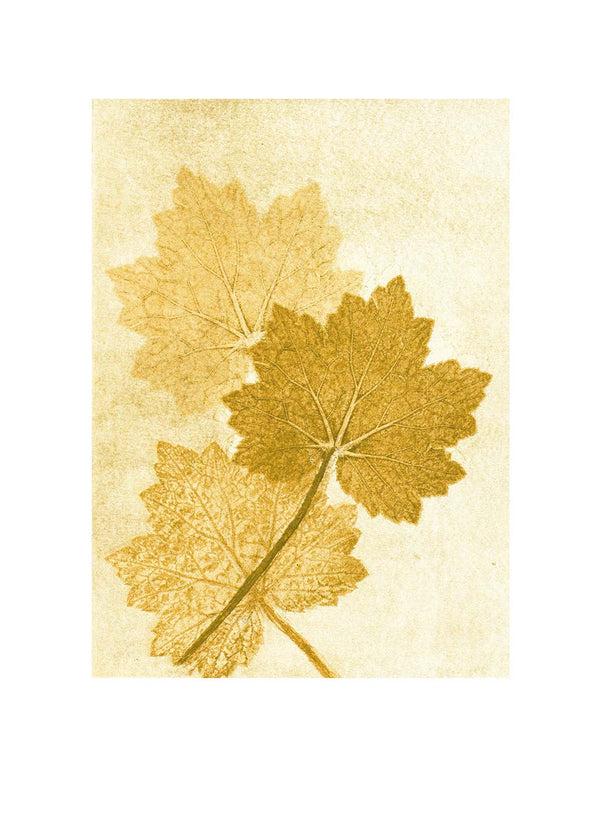 Pernille Folcarelli Alumroot amber