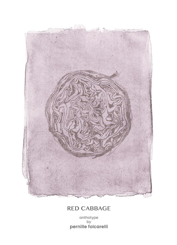 Pernille Folcarelli Cabbage violet