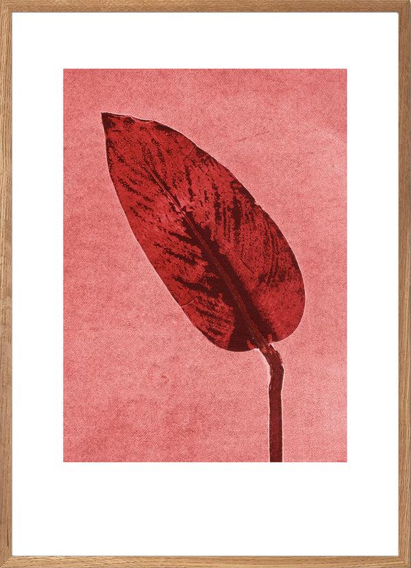 Pernille Folcarelli Calathea Brick Red