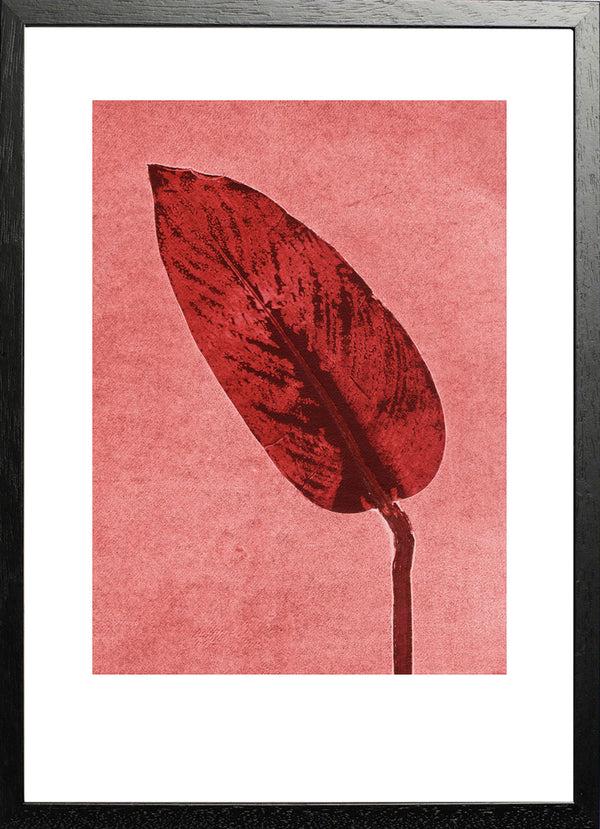 Pernille Folcarelli Calathea Brick Red