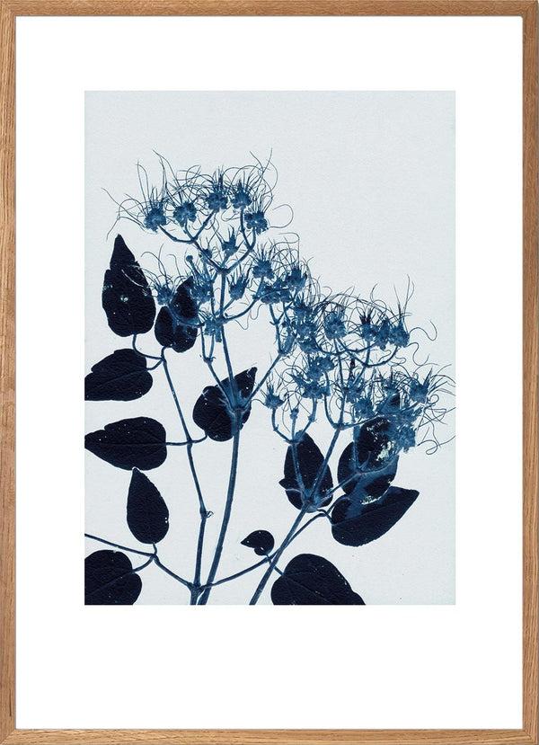 Pernille Folcarelli Clematis Blue